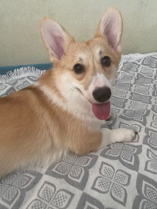 Вельш корги продам