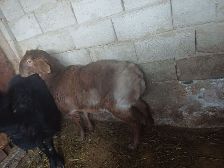 Семіз қой сатылады