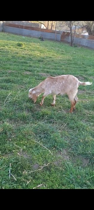 Битал шыбыш сатылады