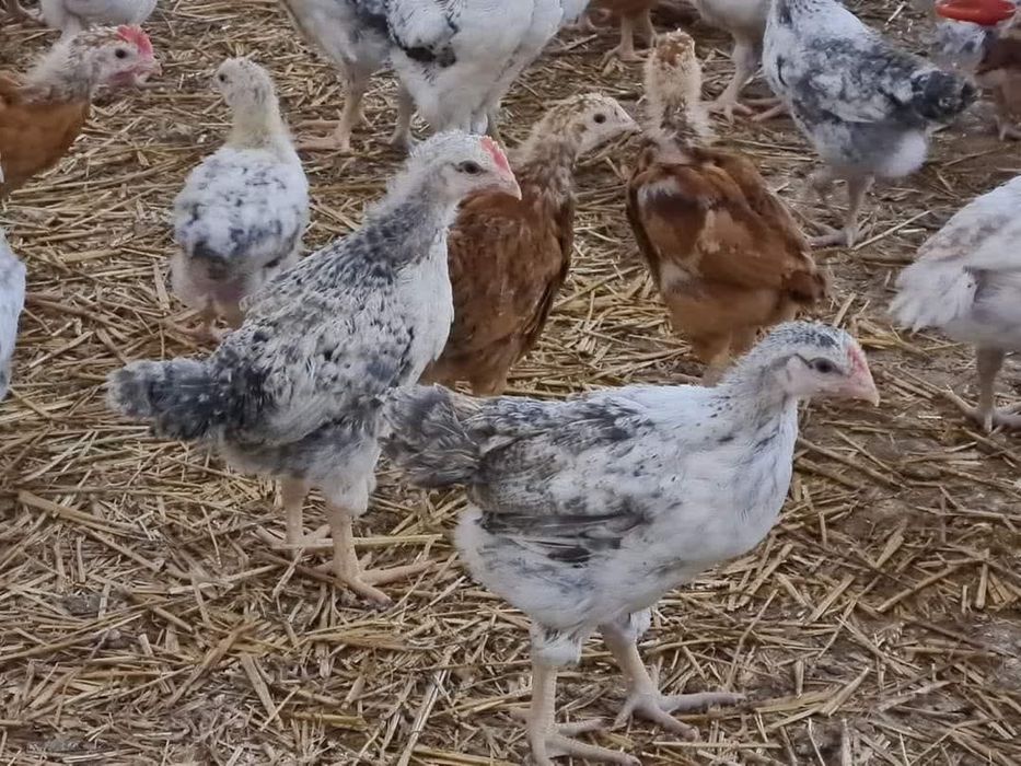 Ofer spre vanzare pui alb si rasa mixta