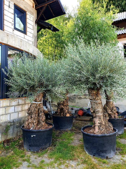 Vand palmieri, maslini, leandrii, cycas, tuia glob, tuia leylandii etc