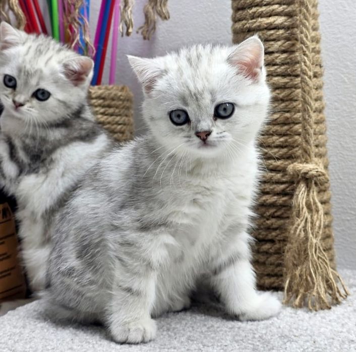 КоТик и кошеЧки ШотЛанДскиЕ