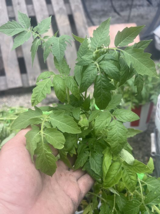 Продам помидоры рассаду