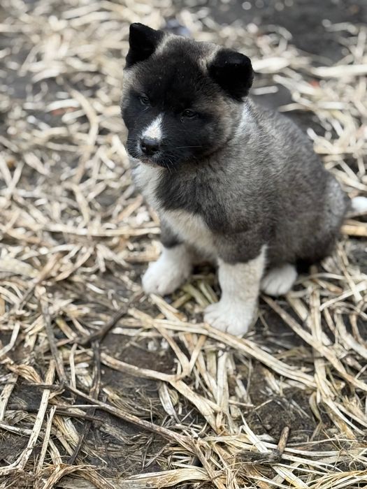 Американска Акита – 2 месеца