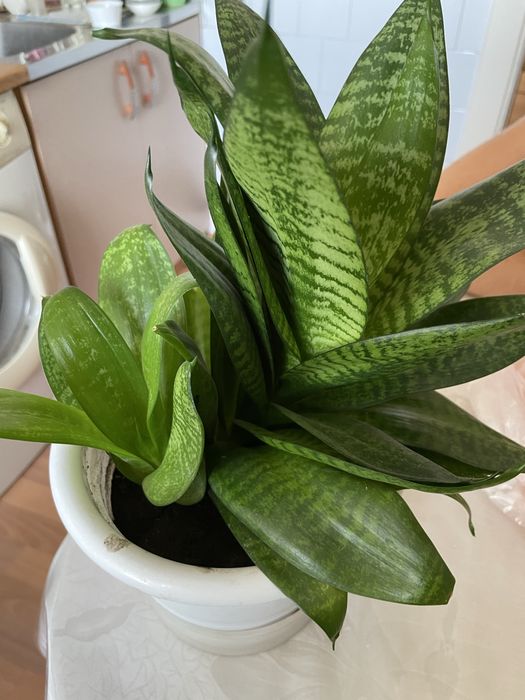 Продам цветок. Сансиверия.