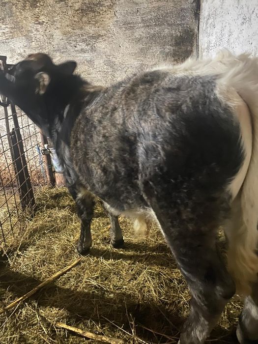 De vânzare vaca bălțată și 2 vitei !