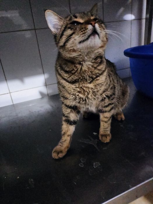 Mushuk sotiladi olmaydiganlar bezovta qilmangl ar