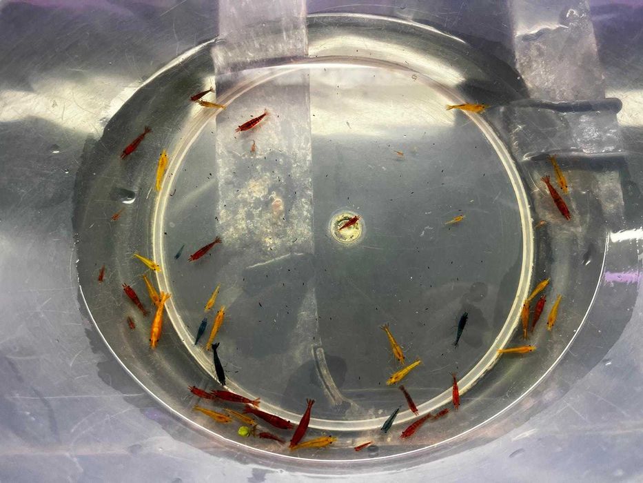 20 + 8 gratis Mix neocaridina creveti Blue Red Yellow Orange Sakura
