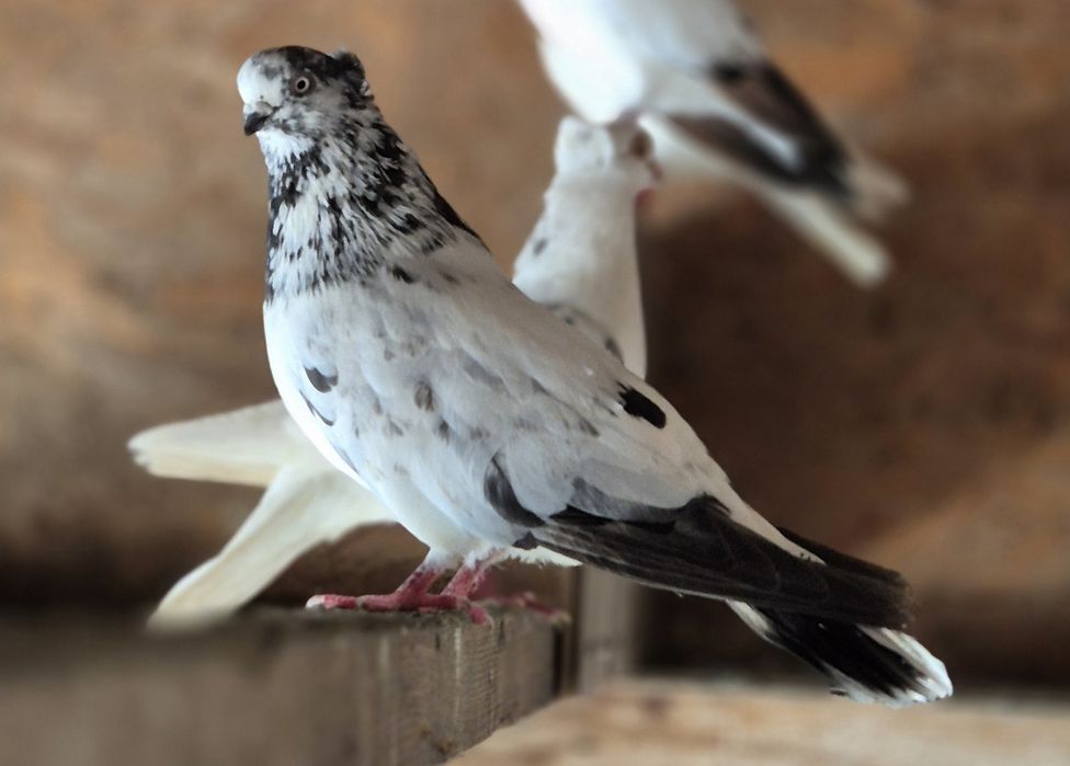 Vand porumbei jucatori de amara