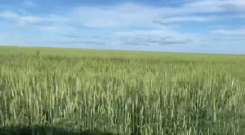 Продам КХ - Пашня, Пастбища, Сенокос, Откорм.