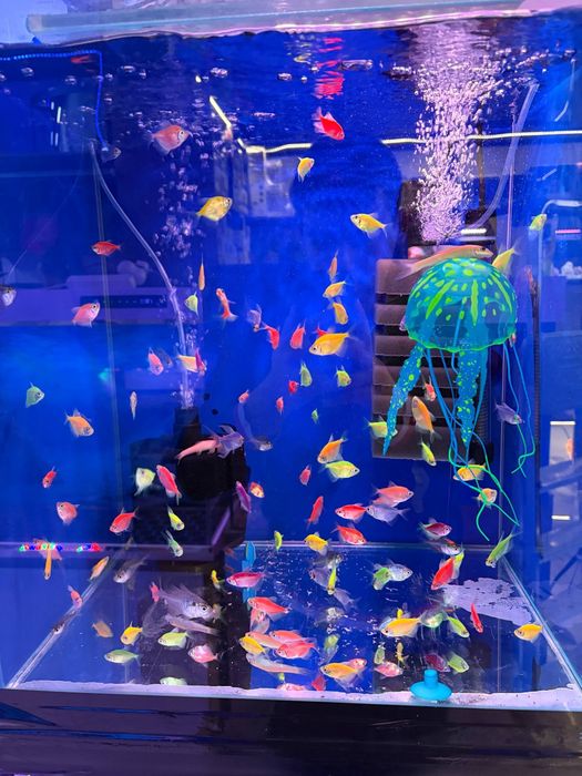 Baliq magazing assartiment kotta