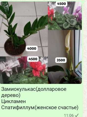 Долларовое,цикламены,женское счастье, разные отростки...