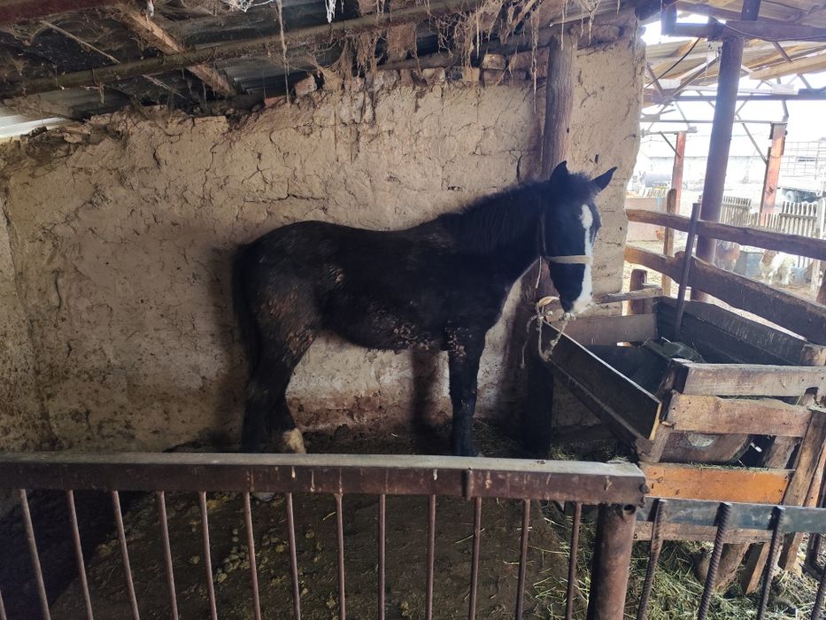 Еркек тай қолға жуас