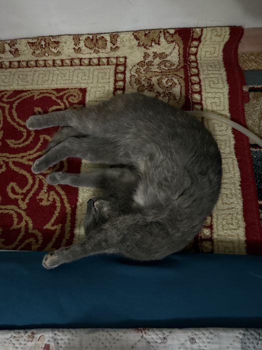 Отдам кошку в добрые руки