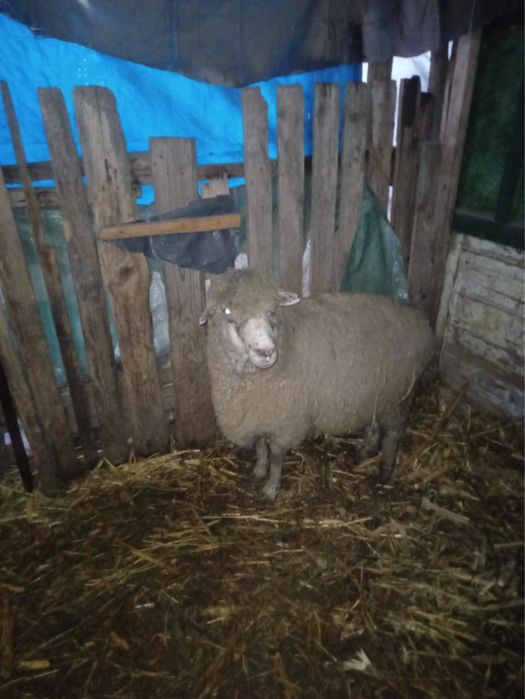 De vanzare pentru pastarma