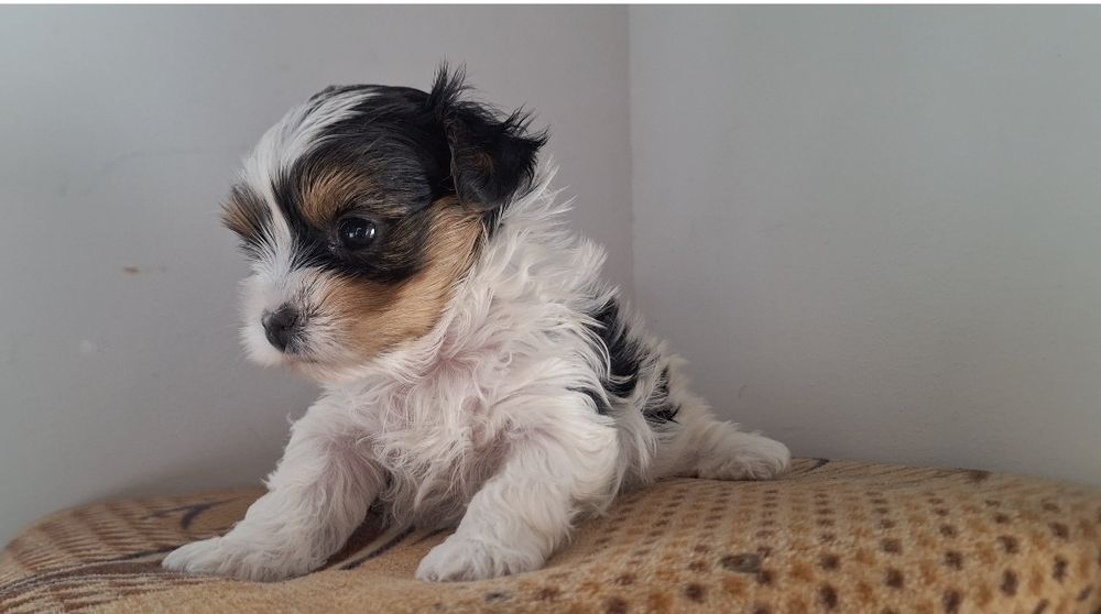 Yorkshire biewer femela