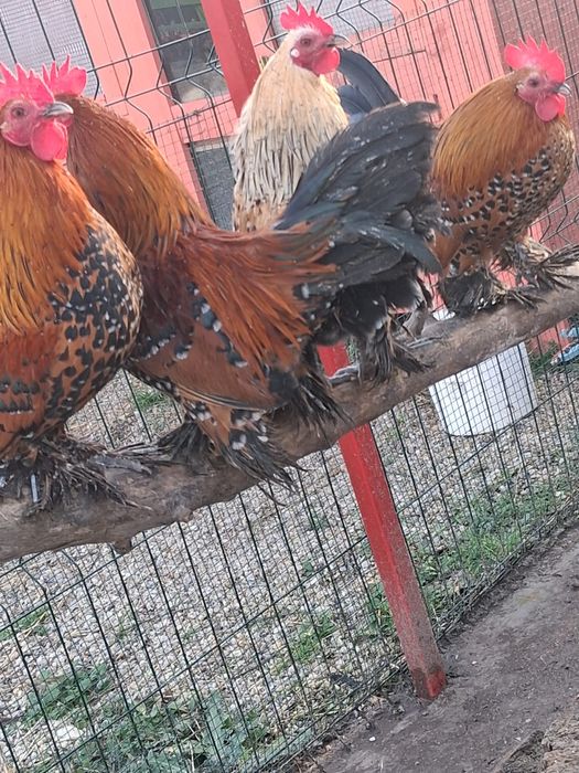 Pasari diverse de vanzare