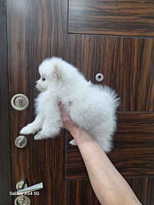 Померан(мини шпиц)