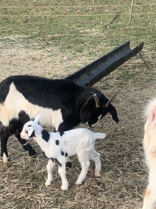 Oi si capre  de vanzare