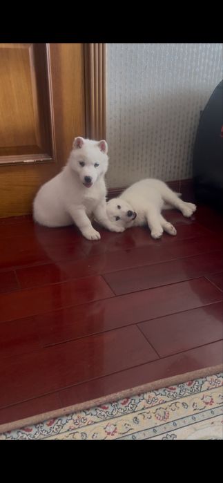 Щенки сибирской Хаски есть всегда