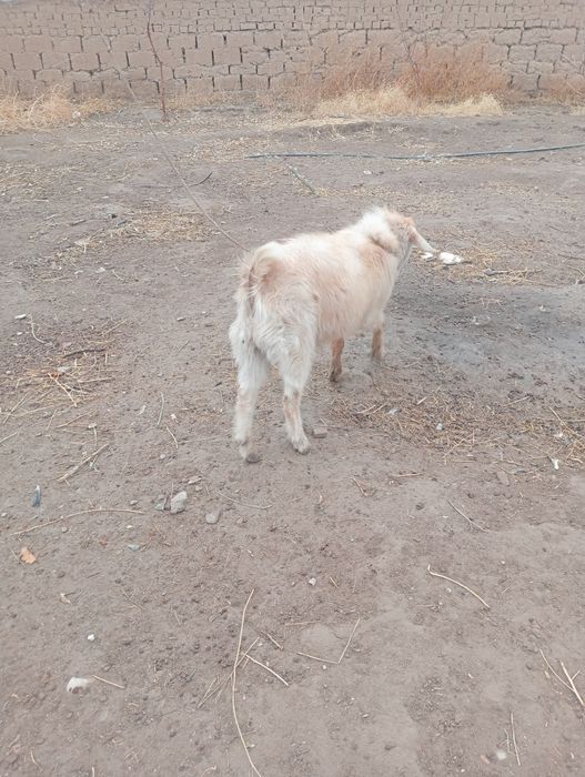 Серке бар сатылады