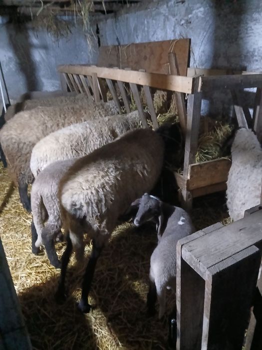 Vând 6 oi și 1 berbec