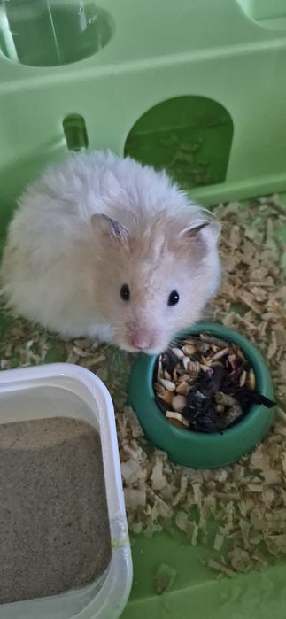 Отдам хомяка сирийца в добрые руки