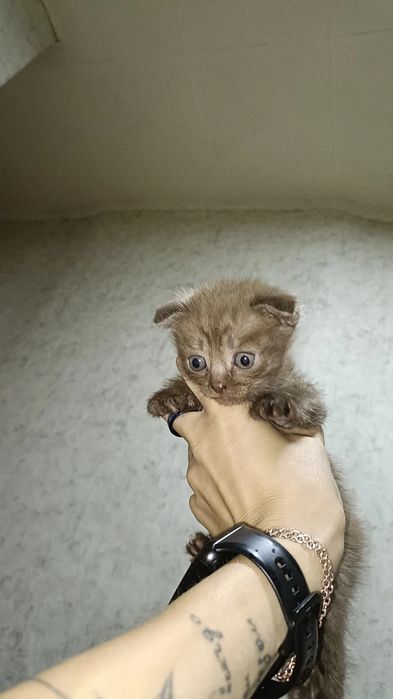 Продам вислоухое чудо