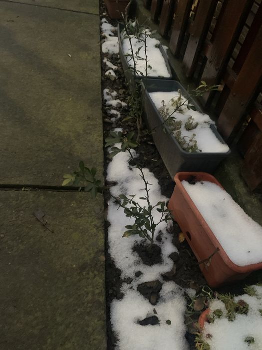 Lămâi trifoliat - Poncirus Trifoliata