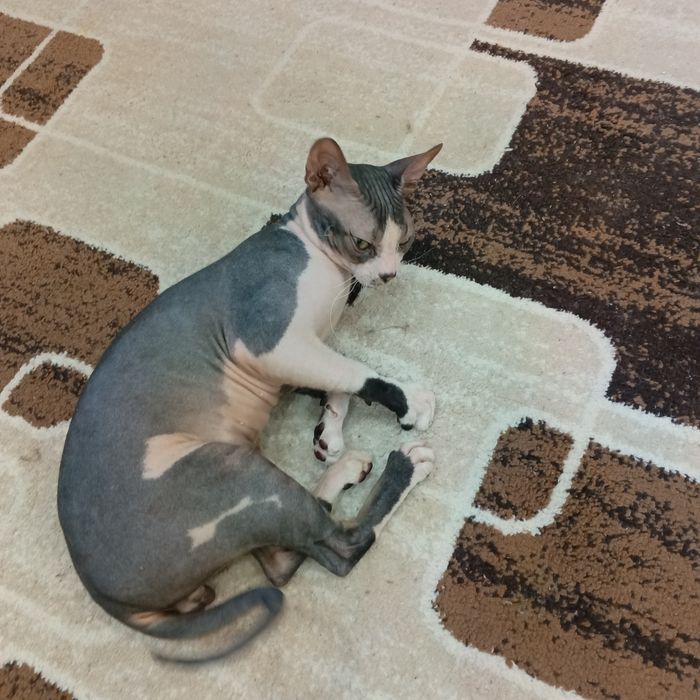 Продам  породистого Кота