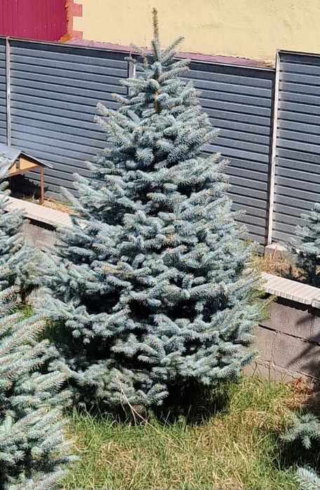 Ель газон рулонный посевной