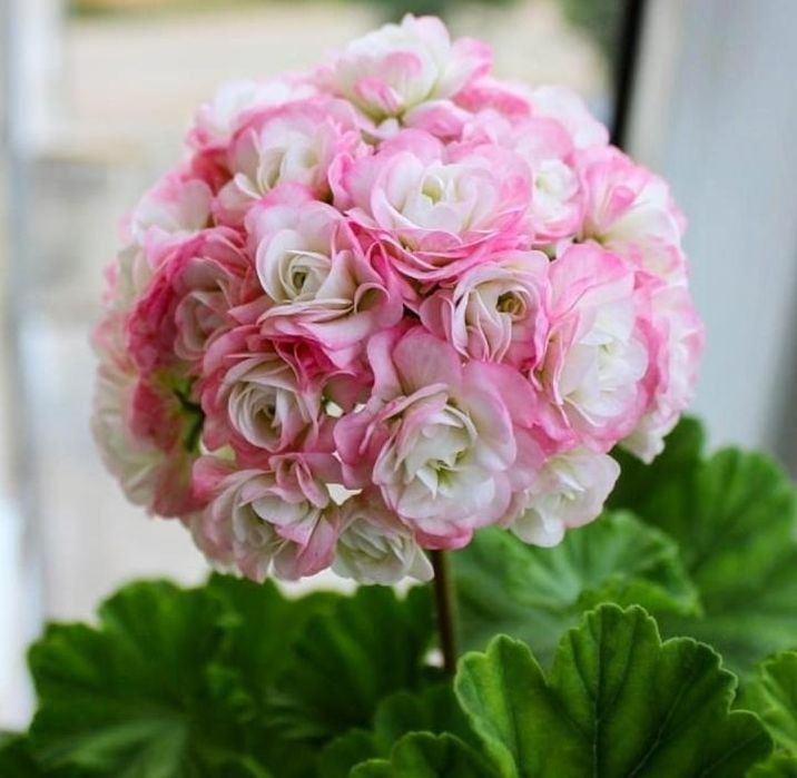 Пеларгонии сортовые свежим срезом