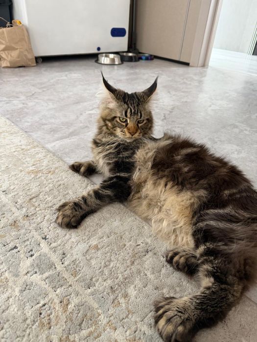 Вязка Мейн кун (кот)