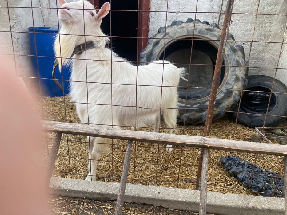 Tap reproducător 2 ani, Alpine/Saanen, foarte bun, iezi viguroși