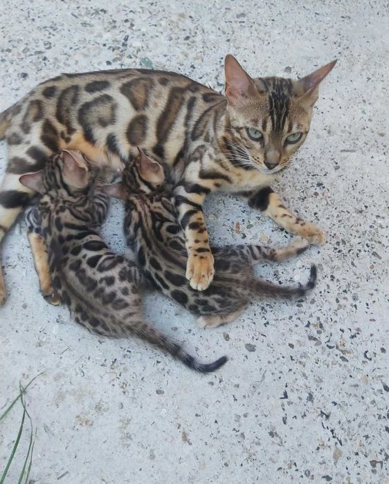 Чистокръвни Бенгалски котки