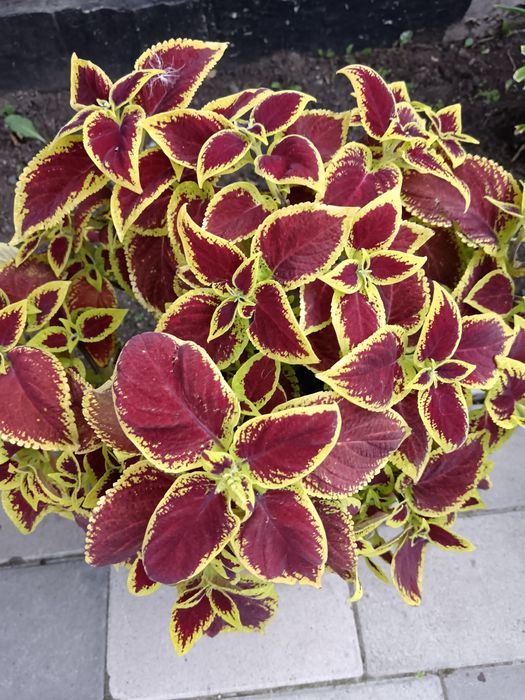 Рассада цветов герани колеусы