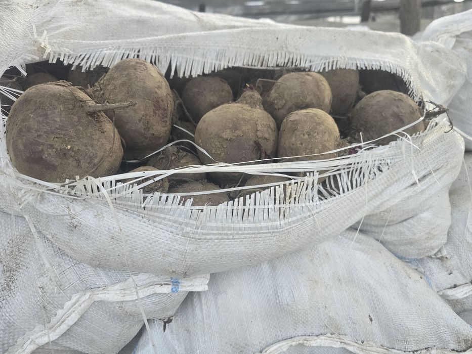 Sfeclă roșie de vanzare