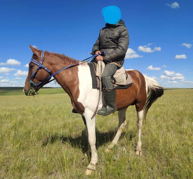 Мінгі айғыр сатылады