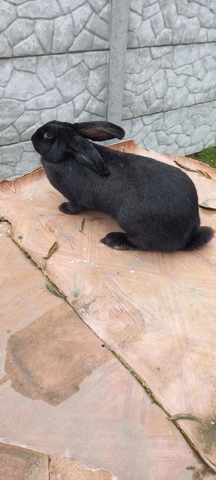 Продавам зайкиня