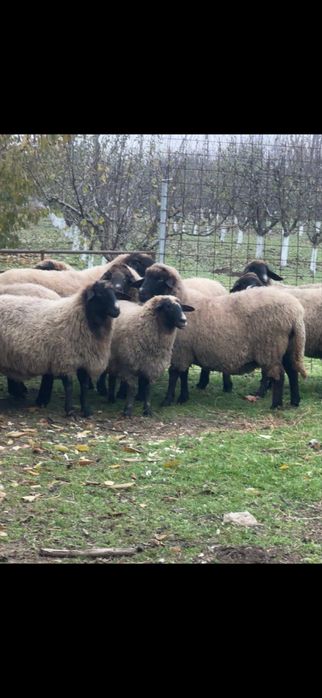 Oi de vanzare !!