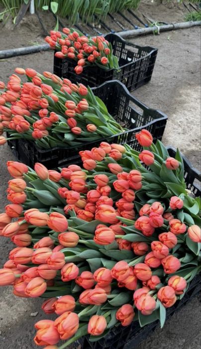Тюльпаны 700-800 тнг