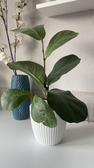 Фикус Лирато (Адаптирован)