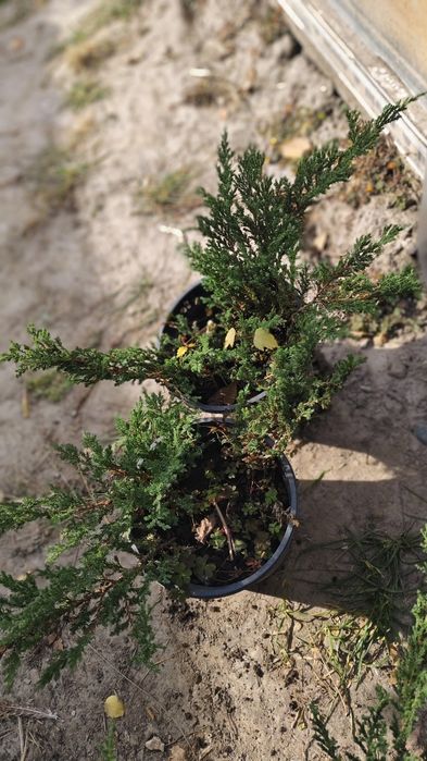 Можжевельник горизонтальный Прин Уэльский