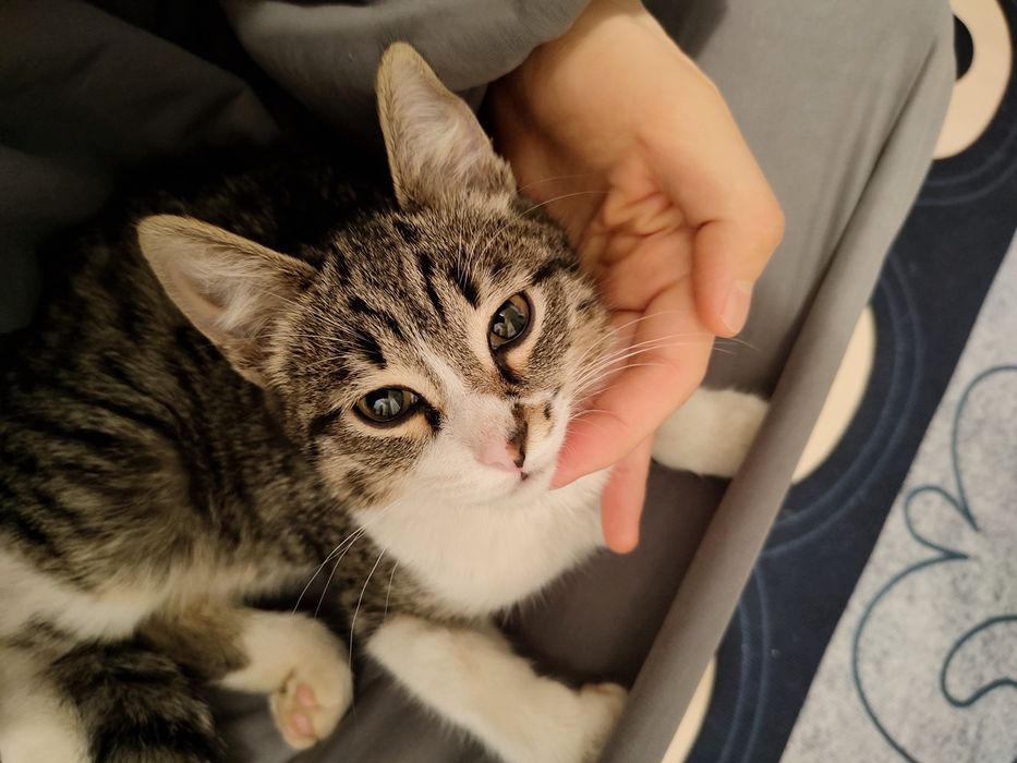 Котенок трехцветка мальчик