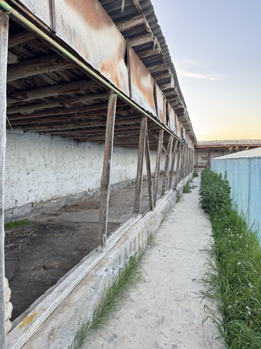 Yangiyol tumanida 65 sotix tayyor ferma va teplitsa sotiladi