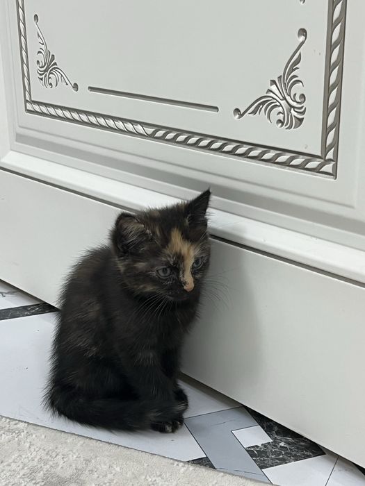 котята 2 месяца метисы