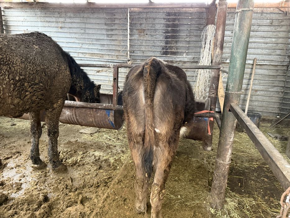 Сиыр құнажын сатылады