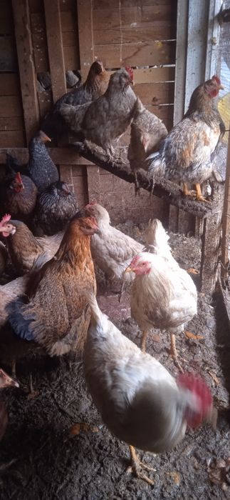 Товуклар сотилади