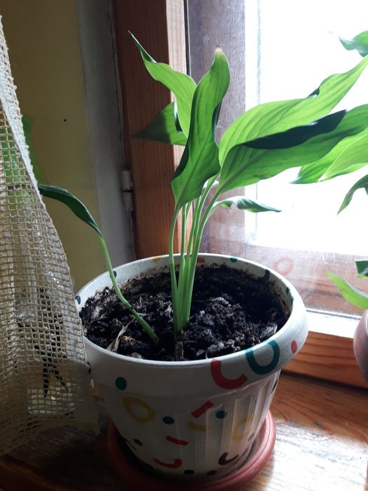 Цветы "женское счастье"