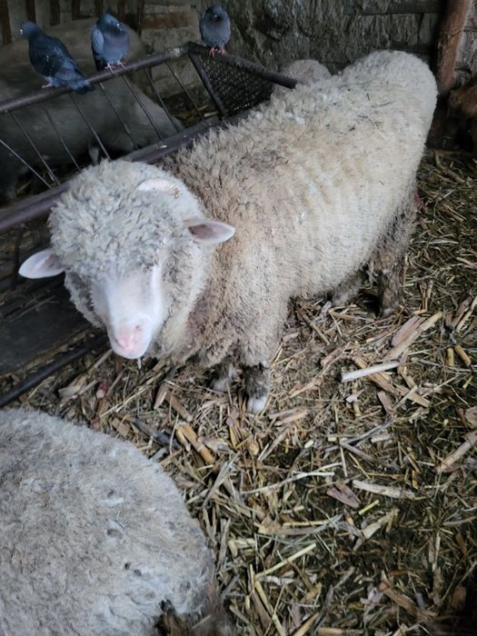 Vand berbec crescut acasa